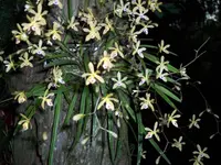 Florida butterfly orchid