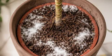 Phytophthora Dieback