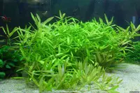 Hygrophila polysperma in nature