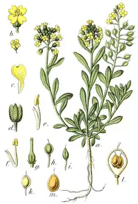 Mountain Alyssum