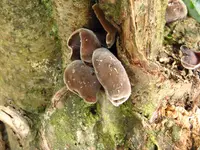 Auricularia nigricans