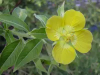 Peruvian primrose-willow