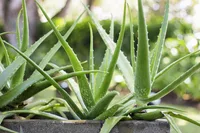 Aloe (Aloe vera) plant