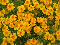 Petite Marigold