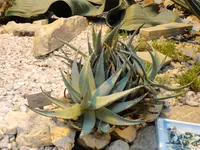 Sandpaper Aloe (Aloe asperifolia) plant