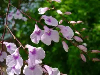Ionopsis utricularioides