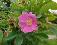 Webb's rose