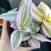 Tradescantia cerinthoides 'Nanouk' leaves