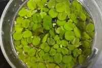 Salvinia minima indoor