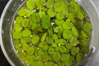 Salvinia minima indoor