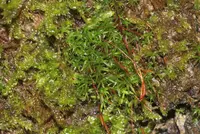Red Beard-moss (Bryoerythrophyllum recurvirostrum) plant