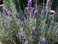 Fringed Lavender