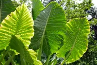 Alocasia macrorrhizos