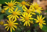 golden ragwort