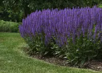 Salvia nemorosa
