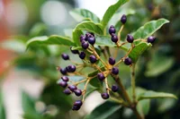 Saskatoon serviceberry