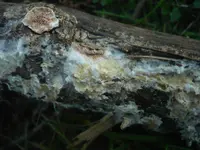 cratered duster