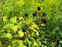 Rubus grabowskii (Rubus grabowskii) plant