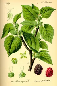 black mulberry