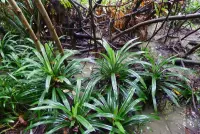 Pandanus amaryllifolius