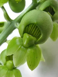 Large-fruited Catasetum