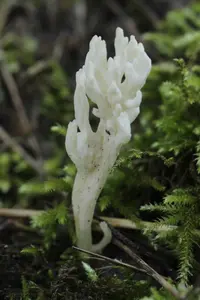 wrinkled club fungus