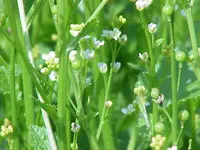 hispanic crambe