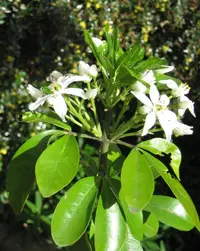Mexican orange blossom