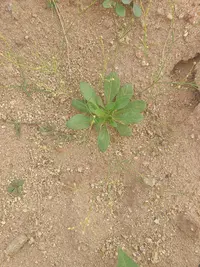 Smooth Carpetweed (Paramollugo nudicaulis) plant