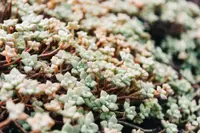 Sedum clavatum leaves