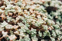 Sedum clavatum leaves
