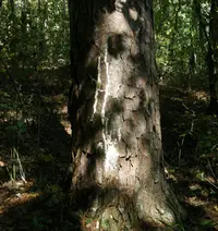 Butyrea luteoalba