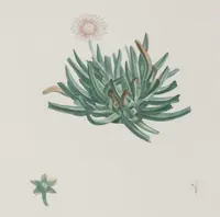 Common Tiptoothfig