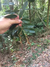 Castanopsis fargesii