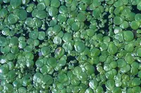 greater duckweed