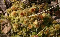 sphagnum (Sphagnum fuscum) plant
