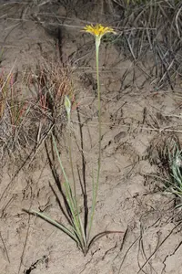 nodding microseris (Microseris nutans) plant
