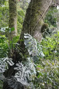 Monstera punctulata
