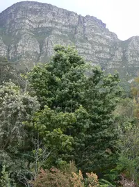 Upright Yellowwood