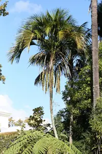 Curly palm