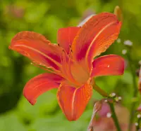 orange daylily (Hemerocallis fulva) plant
