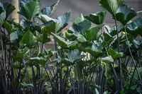 Elephant Ear