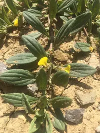 Ajuga salicifolia