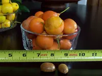 African Mangosteen