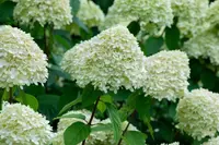 Panicle Hydrangea