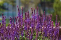 Salvia nemorosa flowers