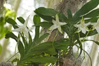 Angraecum sesquipedale in the wild