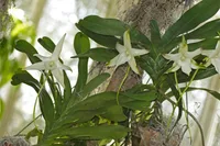 Angraecum sesquipedale in the wild