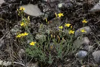 Hypericum linarioides (Hypericum linarioides) plant
