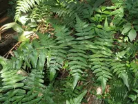 vegetable fern (Diplazium esculentum) plant